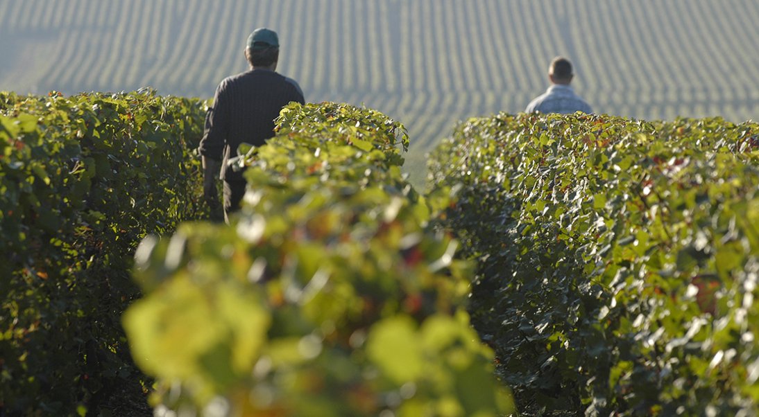 Le Champagne, la star des vins effervescents