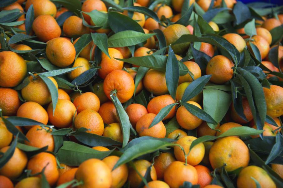 Clémentine, mandarine : quelles différences ?  Ministère de l'Agriculture  et de la Souveraineté alimentaire