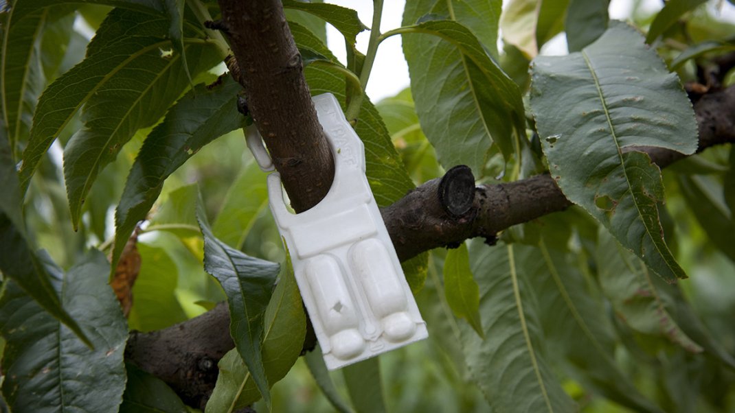 Axe 1 - Accélérer la recherche d'alternatives aux phytos