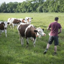 Expertiser la baisse du cheptel bovin laitier et ses incidences sur les outils économiques aval des filières