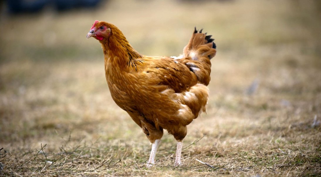 Tous les communiqués de presse influenza aviaire hautement pathogène diffusés depuis août 2022