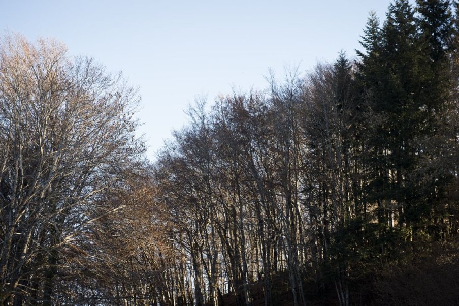 Matériels forestiers de reproduction - arrêtés régionaux relatifs aux aides de l’État à l’investissement forestier