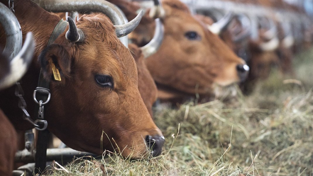 Dermatose nodulaire contagieuse (DNC) : la Commission européenne approuve la stratégie française et valide la levée de la première zone réglementée