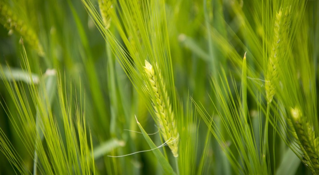 Ressources génétiques végétales : regard sur les actions menées en France pour la conservation et la valorisation de la biodiversité végétale cultivée