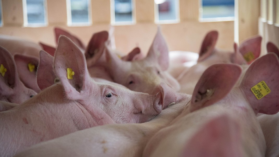 La France et le Japon concluent un accord pour sécuriser les exportations de viandes et abats porcins français face au risque d’introduction de la peste porcine africaine