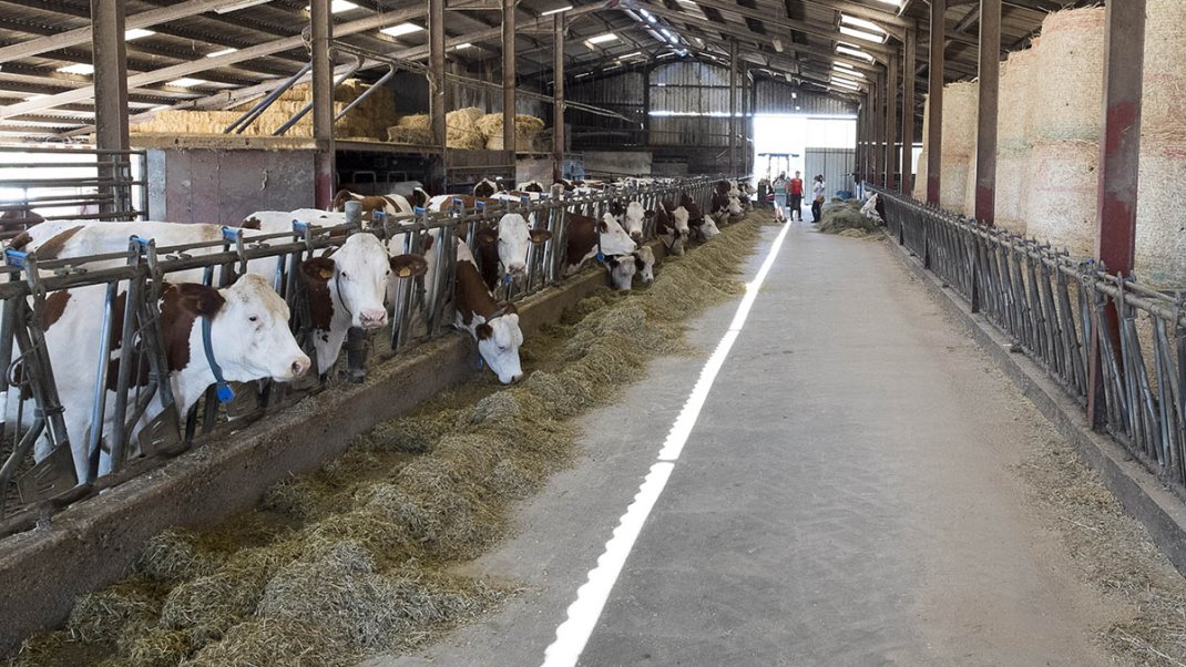 DNC : un nouveau foyer dans l’Ain conduit à l’instauration d’une nouvelle zone réglementée