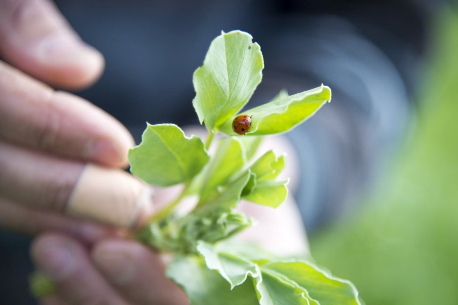 Qu’est-ce que le biocontrôle ?