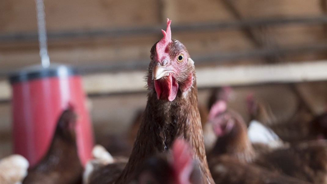 IAHP : la France place son territoire en niveau de risque « modéré » pour renforcer la protection des élevages avicoles
