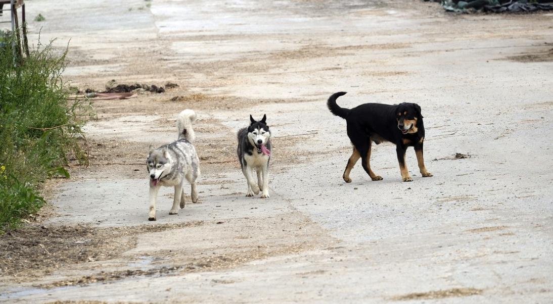 Le chien et la peur d'abandon - Europ Assistance