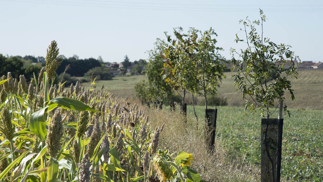 Axe 2 - Déployer des solutions agroécologiques dans toutes les exploitations
