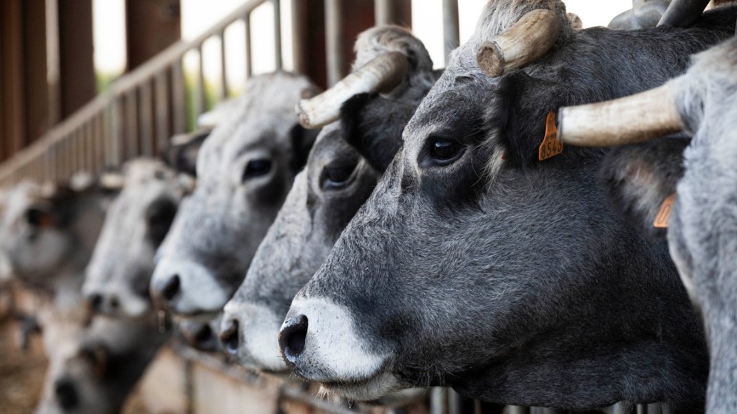 Dermatose nodulaire contagieuse (DNC) : détection de trois nouveaux foyers dans les Pyrénées-Orientales