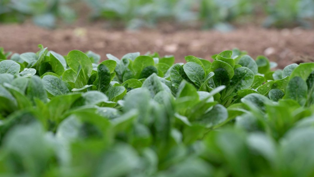 La mâche, une note de légèreté pour les fêtes
