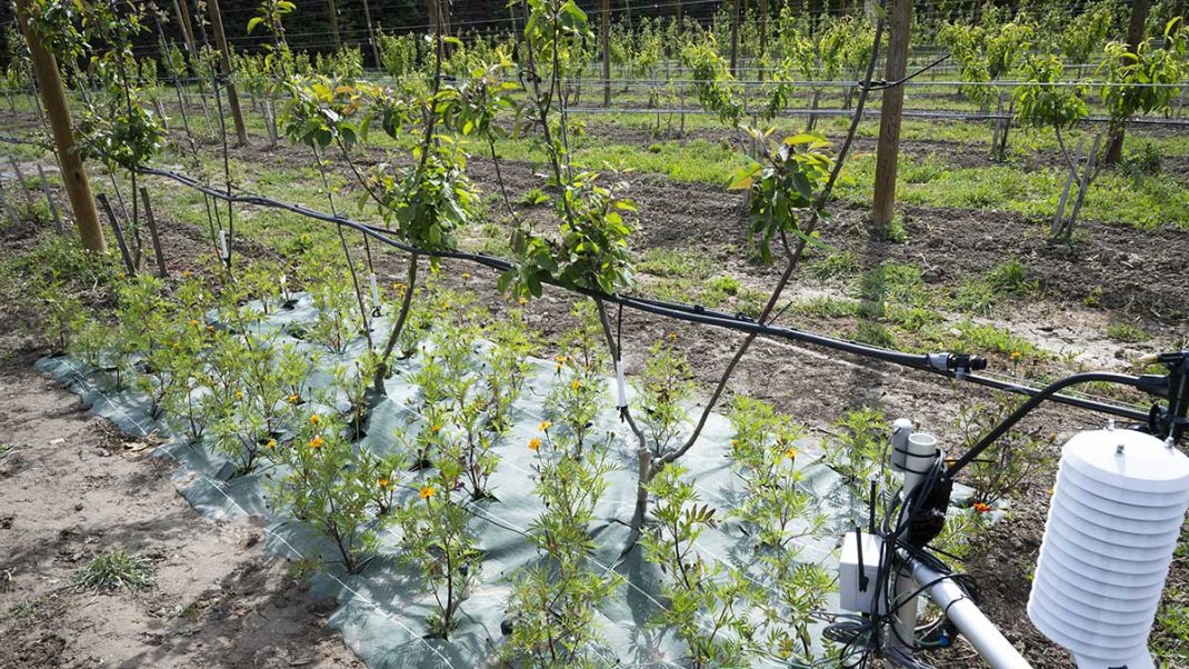 Programme national de développement agricole et rural : en 2025, le ministère finance 30 projets à hauteur de 13,7 millions d’euros