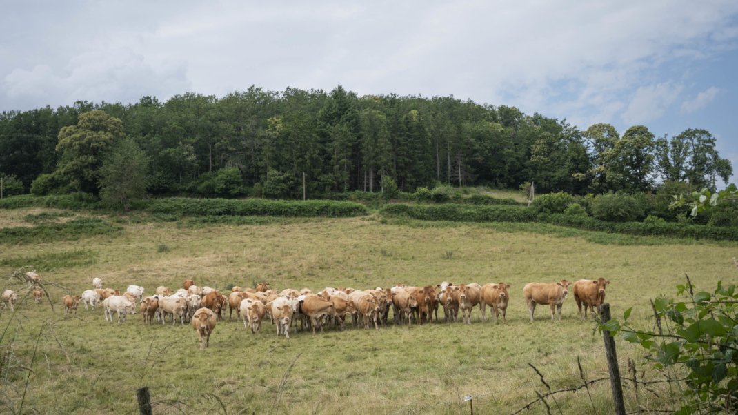 Dermatose nodulaire contagieuse des bovins (DNC) : point de situation et foire aux questions image