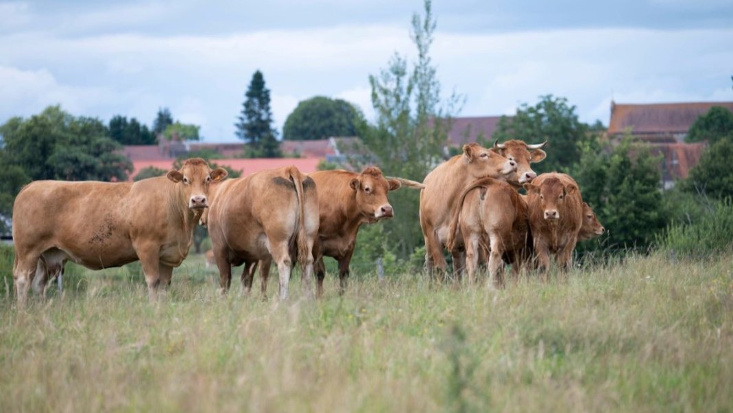 Dermatose nodulaire contagieuse (DNC) : Annie Genevard annonce la reprise des exportations de bovins dès le 1er novembre dans un cadre sanitaire maitrisé
