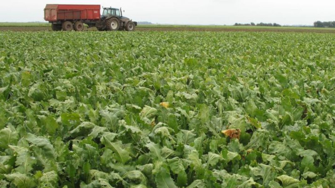 Rapport sur les alternatives existantes à l’usage d'insecticides néonicotinoïdes pour protéger les cultures