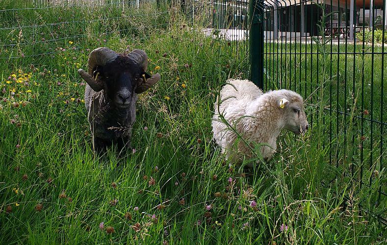 Éco-pâturage : quand les moutons d'Ouessant remplacent les