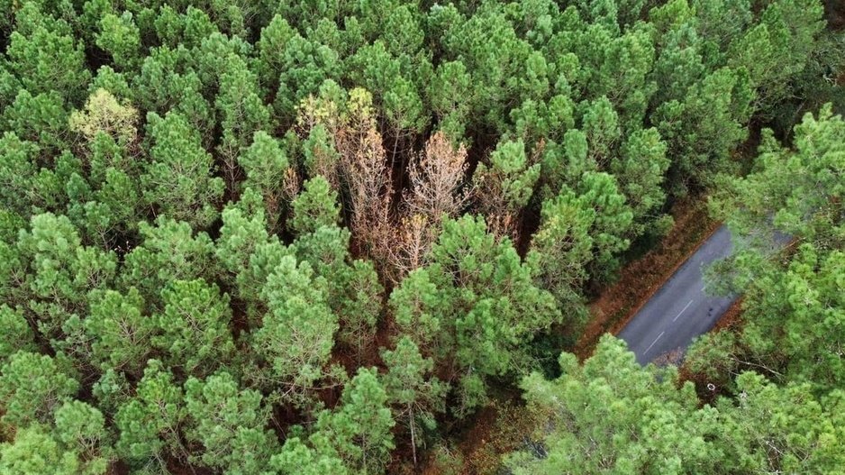 Premier foyer en France de nématode du pin : organisation de la lutte obligatoire et soutien financier de l’Etat