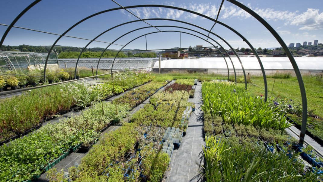 Santé des végétaux : organismes nuisibles règlementés (ONR) incontournables à connaître par les opérateurs professionnels autorisés à délivrer des passeports phytosanitaires