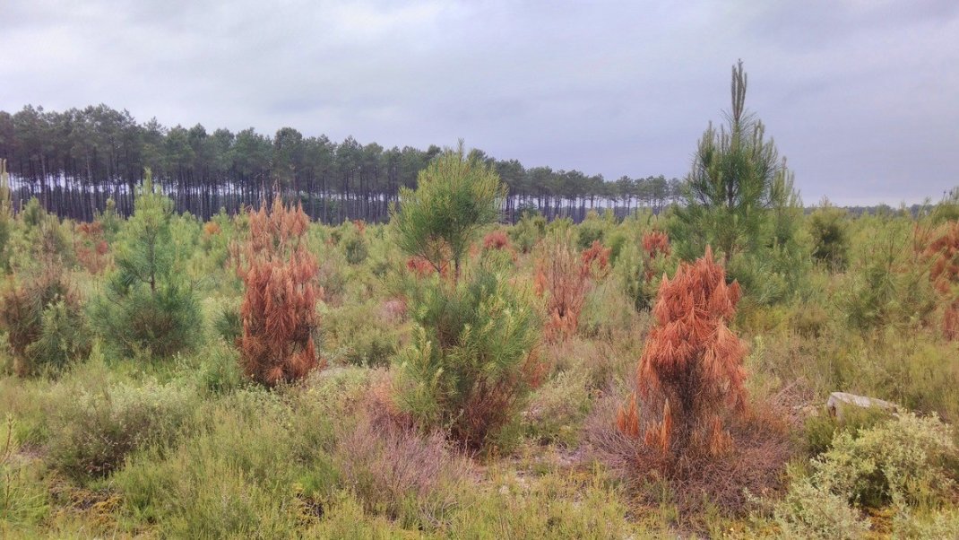 La rouille vésiculeuse du pin ou l’incompatibilité entre deux cultures végétales !
