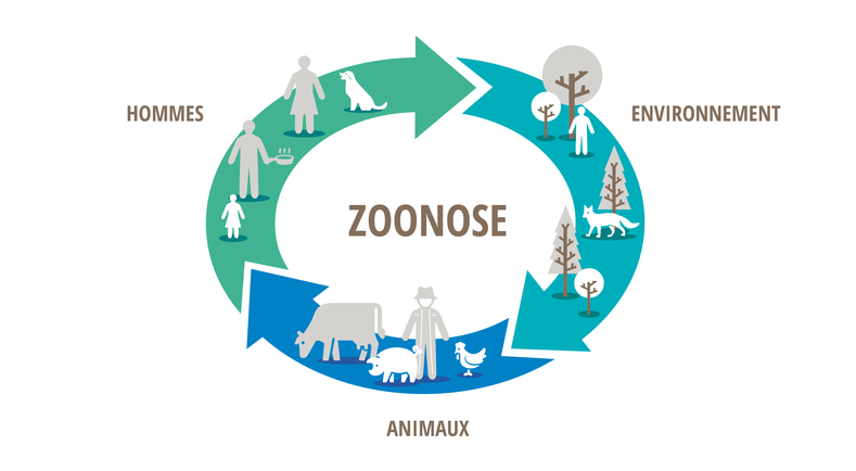 Fiches Zoonoses | Ministère De L'Agriculture, De La Souveraineté ...