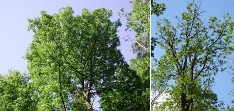 Photo présentant un chêne sessile de référence avec un feuillage dense et un chêne sessile dégradé