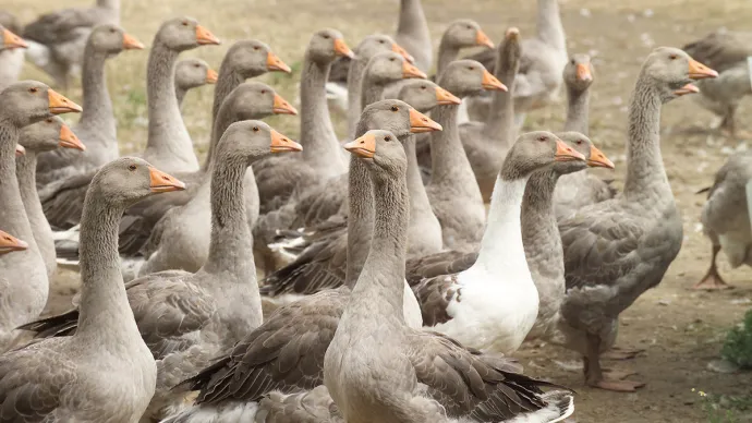 Élevage d'oies grise en plein air dans le Périgord, voir crédit photo