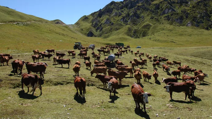 Troupeau de vaches en Savoie