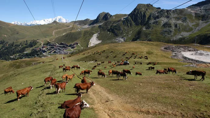 Vaches