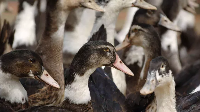 Canards à foie gras