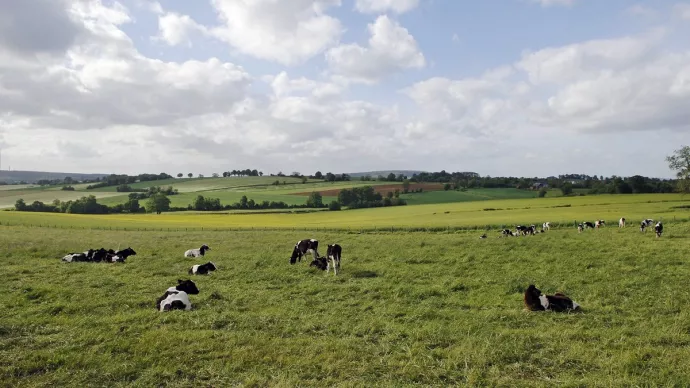 Des vaches en pâture au pré