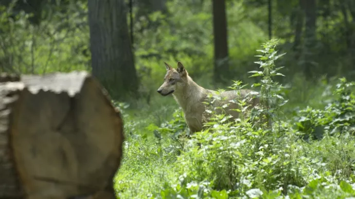 Loup dans la forêt