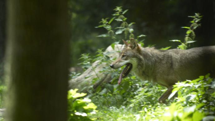 Loup dans une forêt