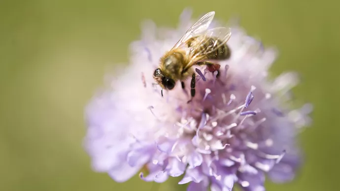 Une abeille butinant une fleur