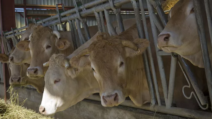 Vaches (Blondes d'Aquitaine) dans leur étable.
