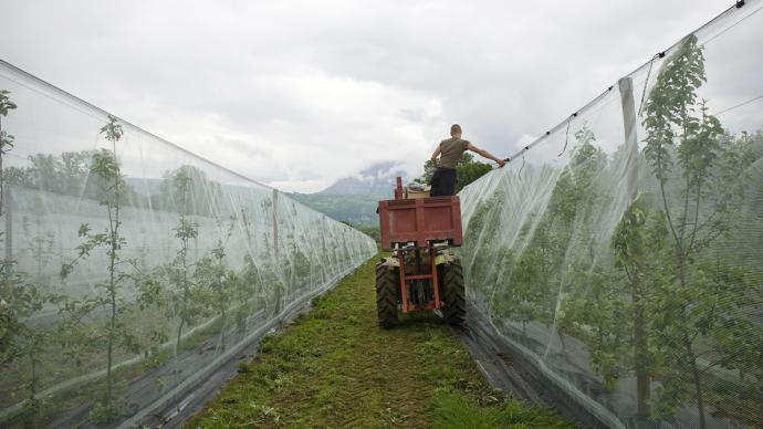 Agriculteur déployant un filet anti-grêle sur des vignes