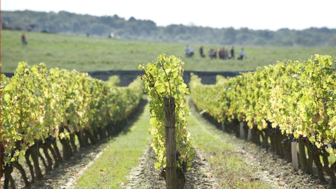 Rangs de vignes de cabernet franc