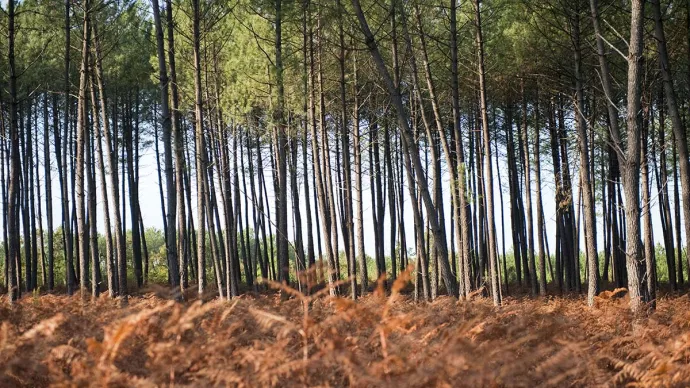 Une forêt de pins dans les Landes, voir crédit photo