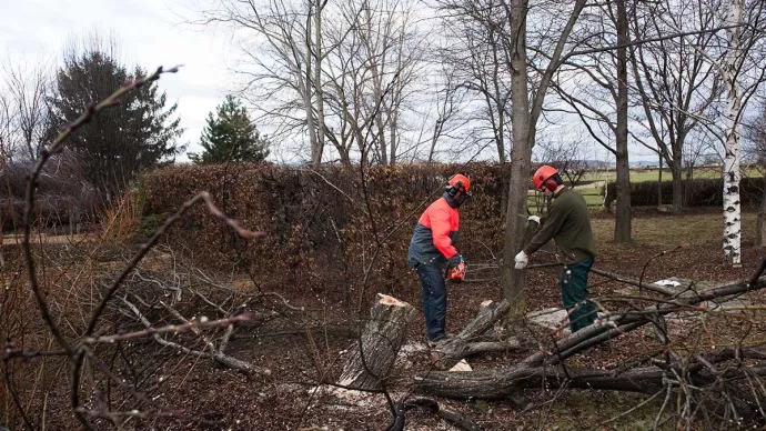 Chantier d'élagage dans un espace vert, voir crédit photo