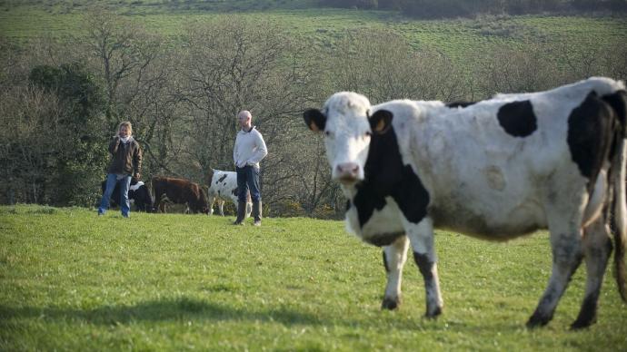 Une vache dans un champ avec des agriculteurs