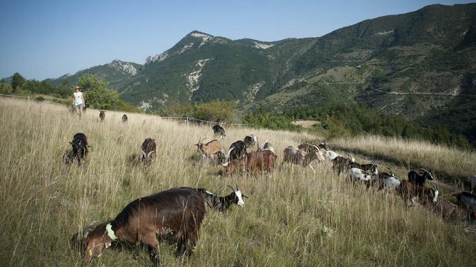 Flan de montagne avec un troupeau de bétail