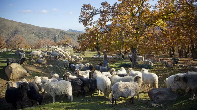 Troupeau de brebis dans une chataigneraie