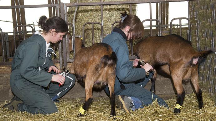 Deux vétérinaires taillent les sabots de chèvres dans une étable