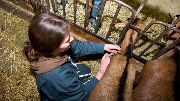 Une vétérinaire pratique un soin à une chèvre