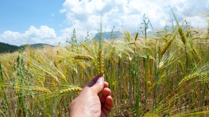 Une main présentant un épi de blé devant un champ de blé