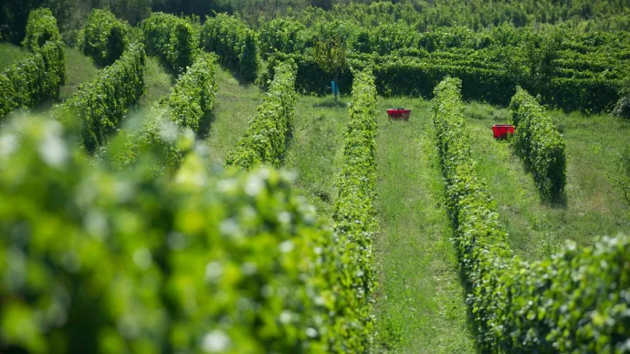 Vue sur des vignes