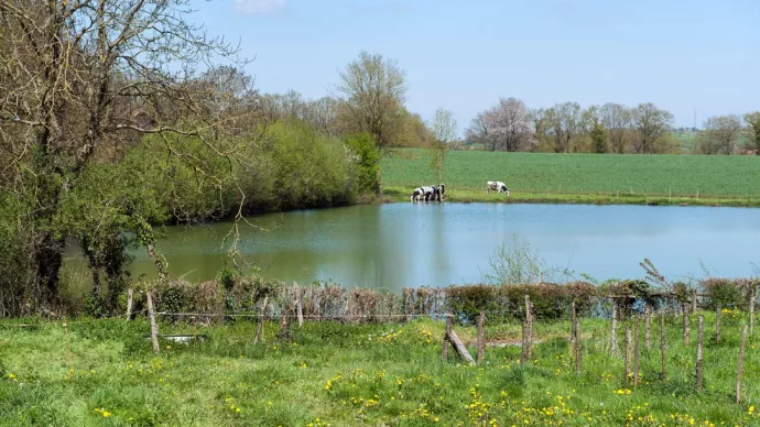 Photo présentant deux vaches de race Prim' holstein s'abreuvant à une mare