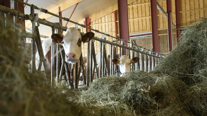 Deux vaches montbéliardes en stabulation, voir crédit photo