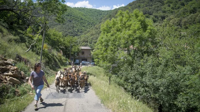 Chèvres alpines en transhumance dans les Cévennes.