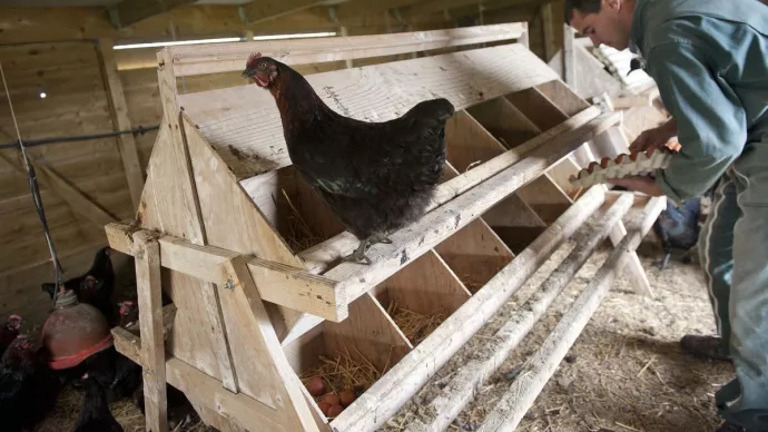 Élevage de poules pondeuses